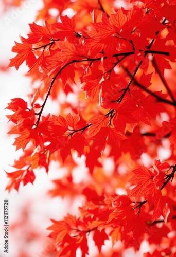 a close up of a tree with red leaves