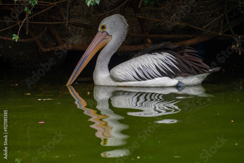Pelicans (genus Pelecanus) are a genus of large water birds that make up the family Pelecanidae