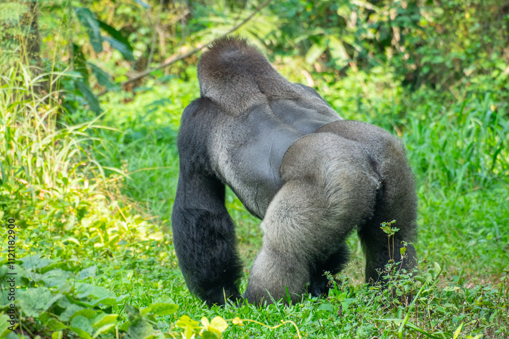 Obraz premium Gorillas are herbivorous, predominantly ground-dwelling great apes that inhabit the tropical forests of equatorial Africa