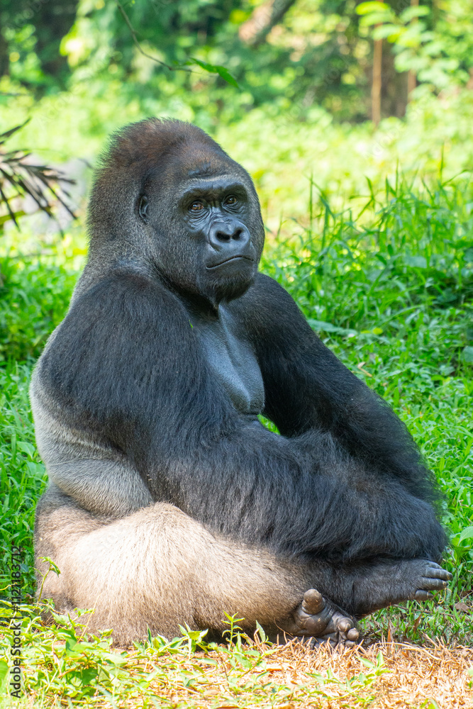 Gorillas are herbivorous, predominantly ground-dwelling great apes that inhabit the tropical forests of equatorial Africa Gorillas are herbivorous, predominantly ground-dwelling great apes that inhabit the tropical forests of equatorial Africa