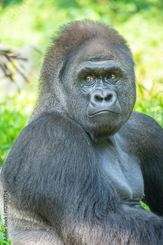 Gorillas are herbivorous, predominantly ground-dwelling great apes that inhabit the tropical forests of equatorial Africa