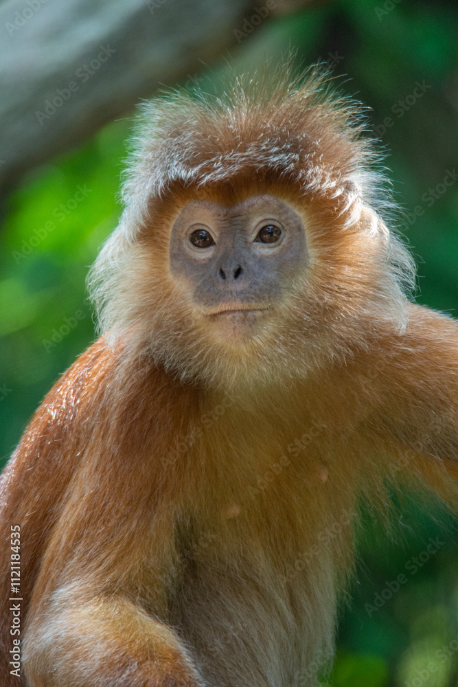 The East Javan langur (Trachypithecus auratus), also known as the ebony lutung, Javan langur or Javan lutung The East Javan langur (Trachypithecus auratus), also known as the ebony lutung, Javan langur or Javan lutung