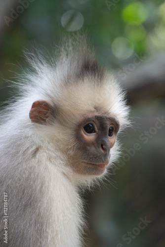 Raffles’ Banded Langurs are also known by their other common names: Banded Leaf Monkey or Banded Surili photo