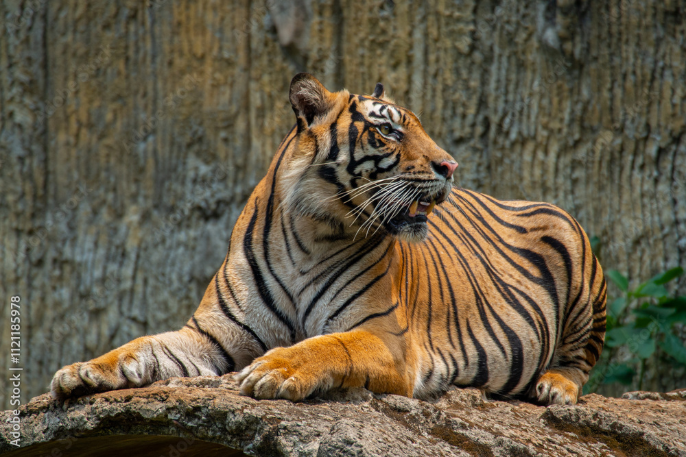 Obraz premium The Sumatran tiger is a population of Panthera tigris sondaica on the Indonesian island of Sumatra