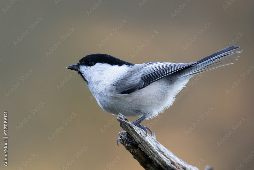 Fototapeta premium willow tit