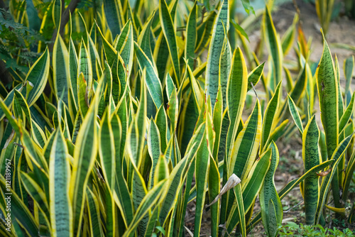 Sansevieria plant leaves, Snake plant texture, Green and yellow foliage, Indoor plant close-up, Nature abstract pattern, Tropical garden leaves, Natural houseplant design. 

 photo