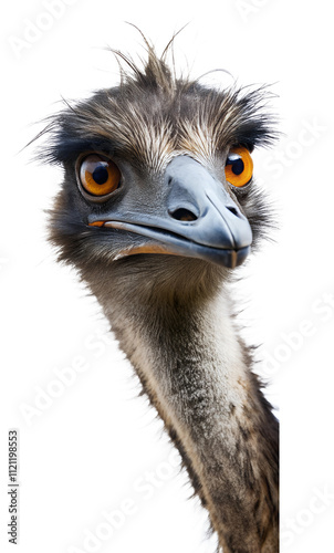 Emu peeking around corner isolated on transparent background