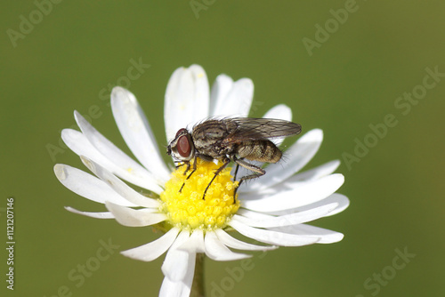 Close up female Leucophora, family Root-Maggot Flies (Anthomyiidae). On a flower of common daisy Bellis perennis, family Asteraceae. Spring, May	 photo