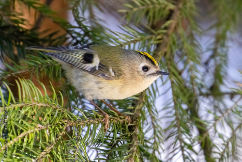 goldcrest