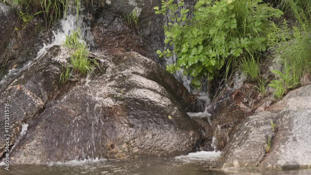 Water Stream In Tropical Forest Among Lush Foliage - Tilt Up Water Stream In Tropical Forest Among Lush Foliage - Tilt Up