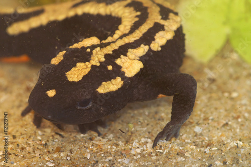 Closeup on a colorful aquatic adult endangered Laos warty newt, Paramesotriton laoensis underwater
