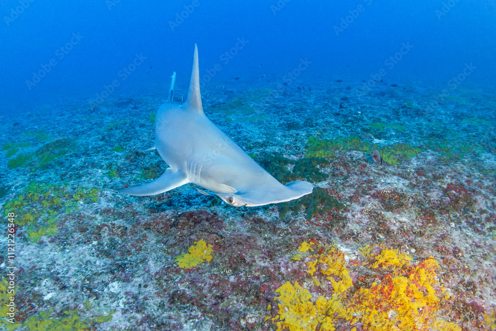Hammerhead shark, French Polynesia Hammerhead shark, French Polynesia