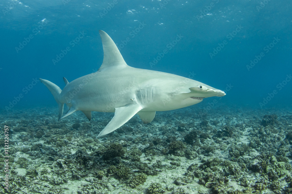 Fototapeta premium Hammerhead shark, French Polynesia