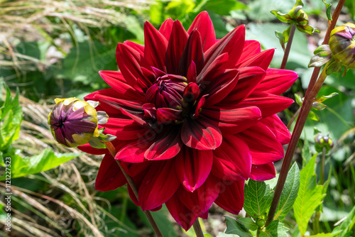 Dahlia 'Sam Hopkins' a red summer autumn fall decorative flower tuber plant, stock photo image  photo