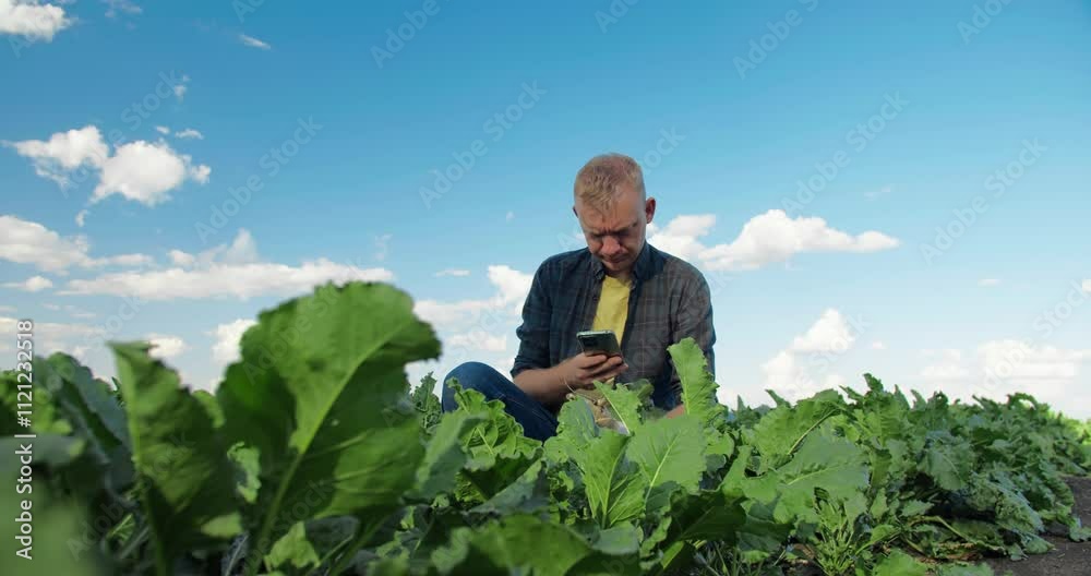 Agronomist check crop sugar beet use AI app on smart farm, inspecting sugar beetroot in field Agronomist check crop sugar beet use AI app on smart farm, inspecting sugar beetroot in field