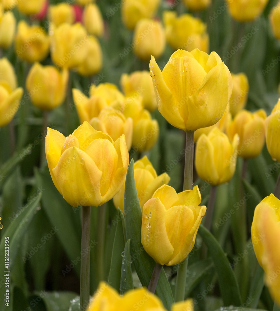 Tulips are flowers blooming in spring