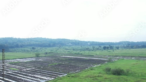 aerial drone view of green rice fields in a foggy morning with cloudy sky