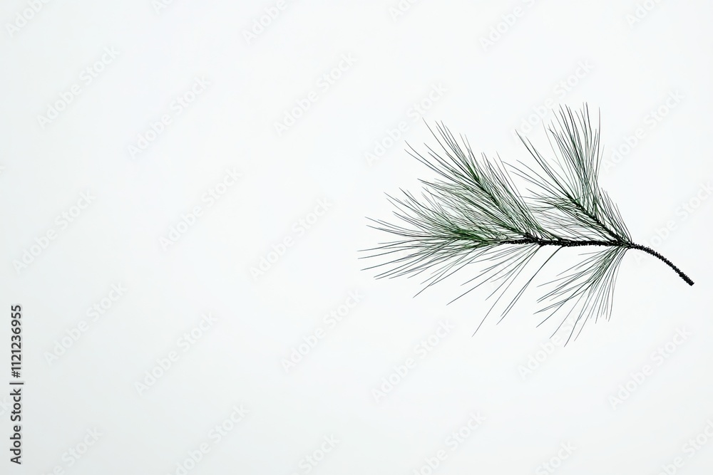 Fototapeta premium Single pine needle alone white background high-definition one by one