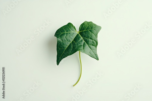 gle ivy leaf alone white background high-definition one by one photo