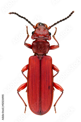Coléoptère Grand cucujide rouge (Cucujus clavipes) du Canada