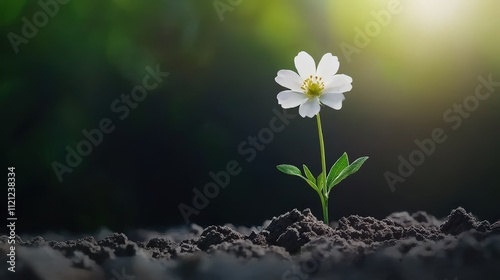 A single flower growing in cracked soil due to limited water.