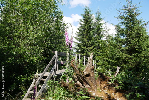 Kyrillpfad im Rothaargebirge bei Schmallenberg-Schanze photo