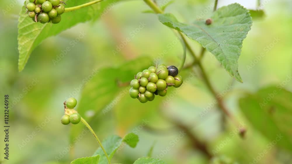 Lantana plant fruits. It is flowering plants in the verbena family, Verbenaceae. The genus includes both herbaceous plants. Its other names shrub verbenas, lantanas and lantana camara. Lantana plant fruits. It is flowering plants in the verbena family, Verbenaceae. The genus includes both herbaceous plants. Its other names shrub verbenas, lantanas and lantana camara.
