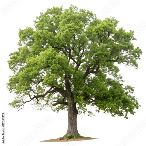 Oaktree isolated on a transparent background
