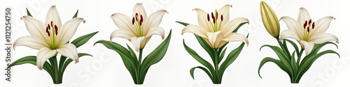 Set of isolated Easter Lily flowers in various stages of bloom. Detailed illustrations highlight flower petals, leaves. Springtime nature scene with delicate flower structure. Perfect for logo photo