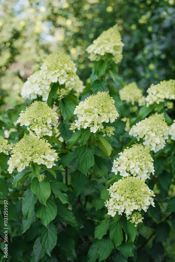 Large bush with white flowers paniculate hydrangea Polar Bear in the garden