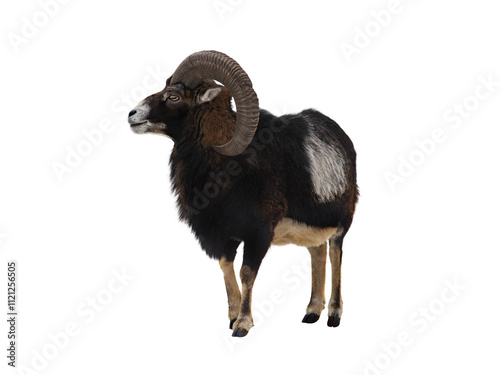 Ovis orientalis isolated on white background
