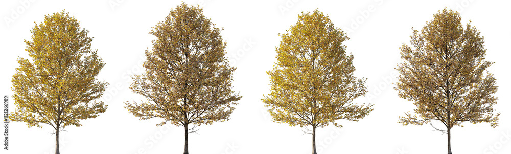 Fototapeta premium Autumn large trees sycamore platanus maple trees isolated png on a transparent background premium foreground tree