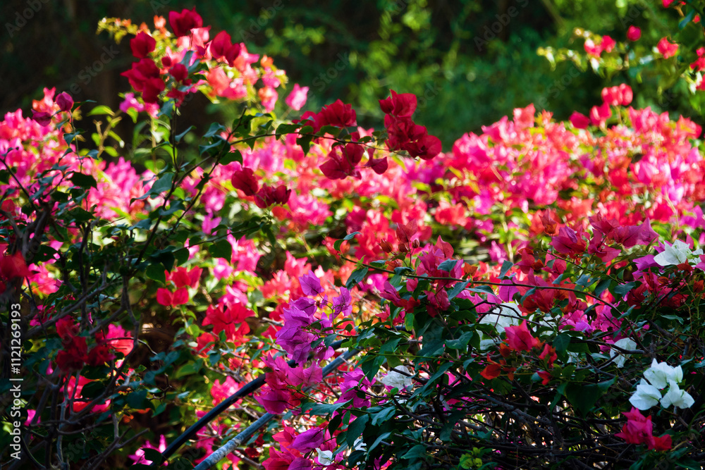 Obraz premium Bougainvillea blossoms in Abu Dhabi's winter parks