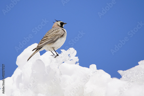 Wildlife - Birds. Horned larks (Eremophila alpestris) live in alpine meadows in the mountains above the tree line. They feed on seeds and insects. photo