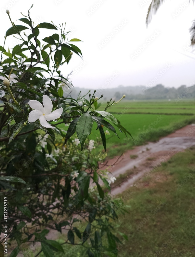 Obraz premium trees in the field end fflowers 