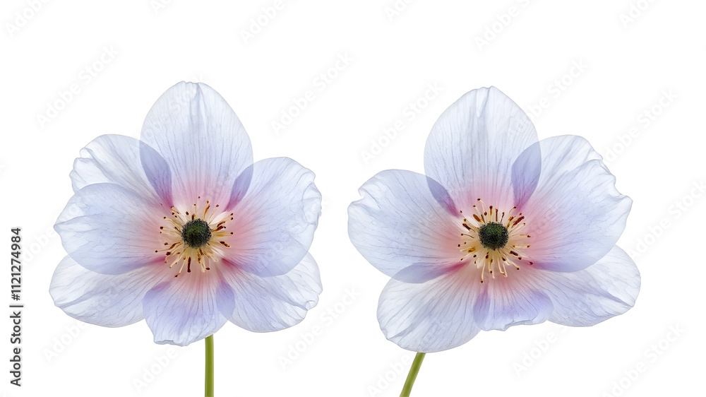 Fototapeta premium Flowers