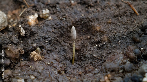 A detailed shot of a tiny seedling emerging from the earth, surrounded by moisture and nutrients, representing the concept of renewal and the potential for future growth  photo