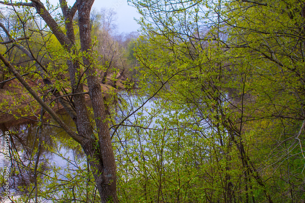 Fototapeta premium Minor rivers in the north-east of Europe. This Pasha River flows into Lake Ladoga. Russia. Floodplain forests consist of tree-like willow and bird cherry. The greenery of the first spring foliage