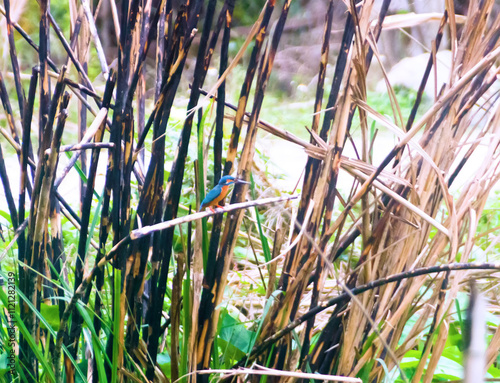 An common kingfisher in Vietnam wetland photo