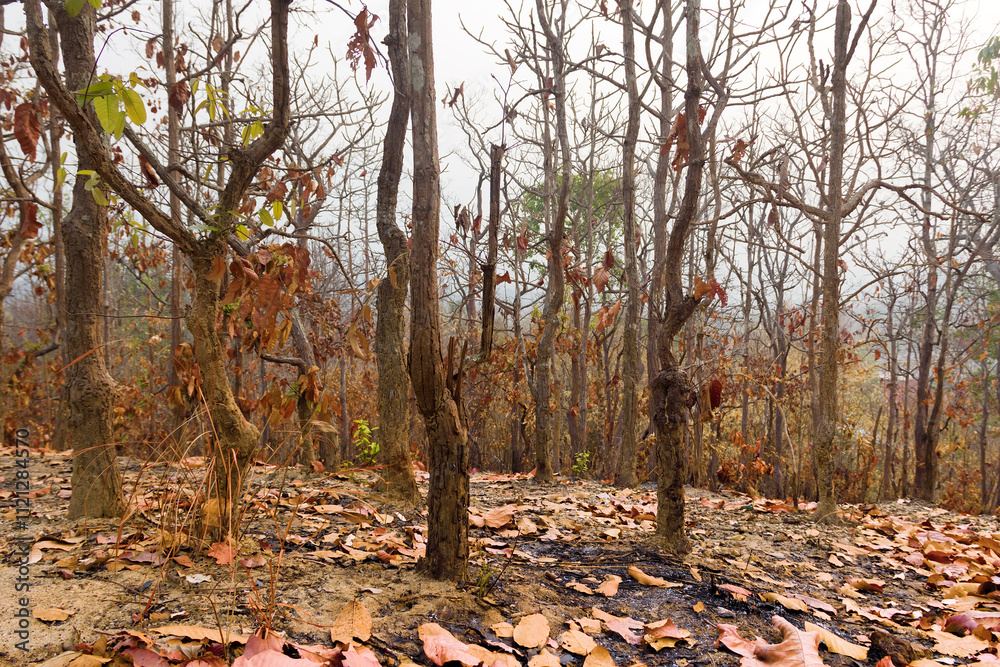 Semi-deciduous, low dry rainforests in winter (dry season). Tenasserim. Thailand Semi-deciduous, low dry rainforests in winter (dry season). Tenasserim. Thailand