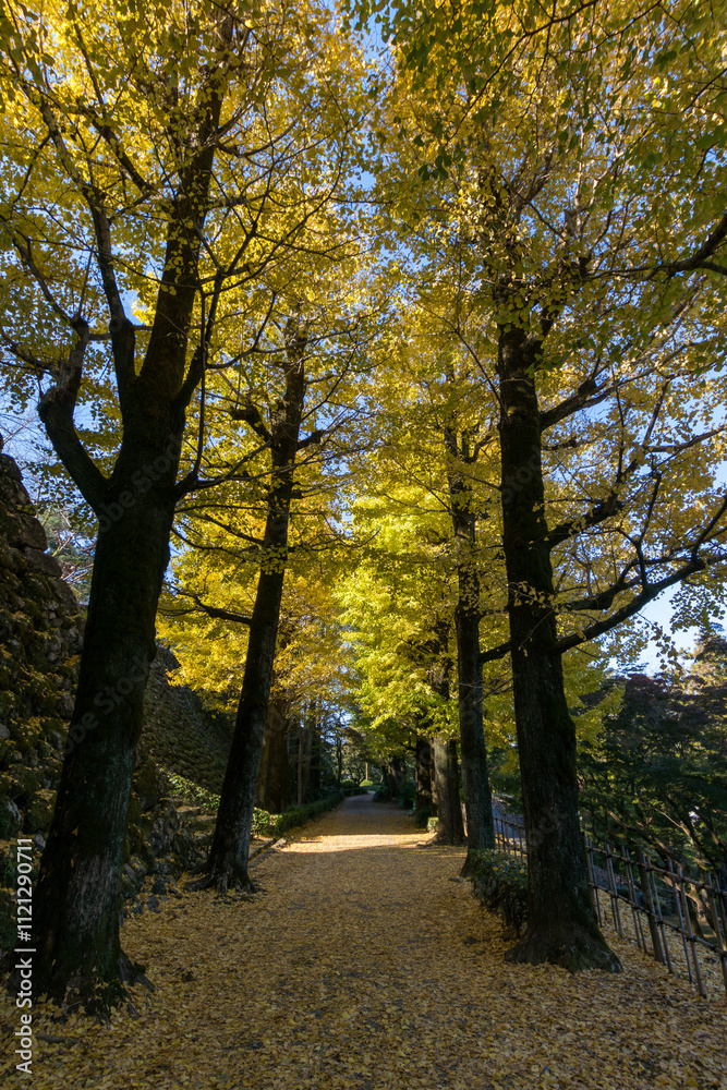 Obraz premium 高知城のイチョウ並木 (高知県 高知市)