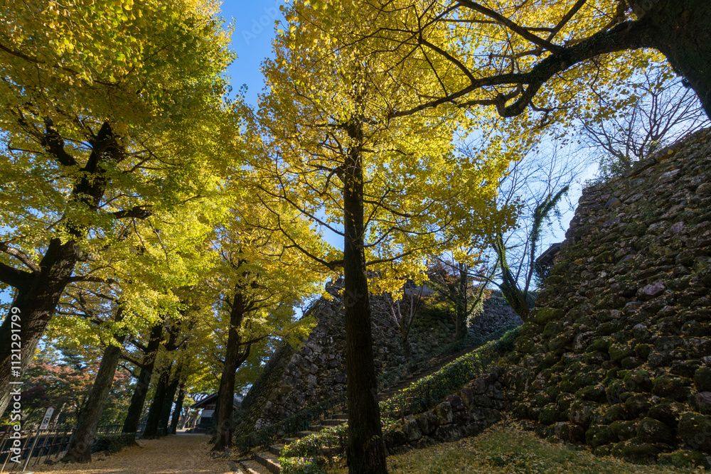 Fototapeta premium 高知城で色づく銀杏 （高知県 高知市）