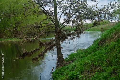 Upper course of Don River. Remains of floodplain forest of white willow and white alder. River after spring flood. Patches of dry grass hang on branches of tree and you can see level of water rise photo