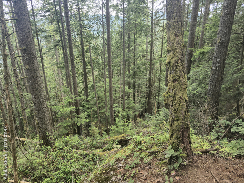 Coniferous trees in the mountain forest in British Columbia, Canada. Forest background. Canadian forest Coniferous trees in the mountain forest in British Columbia, Canada. Forest background. Canadian forest