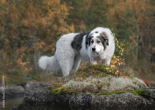 Pyrenees mountain dog in autumn forest.

 photo