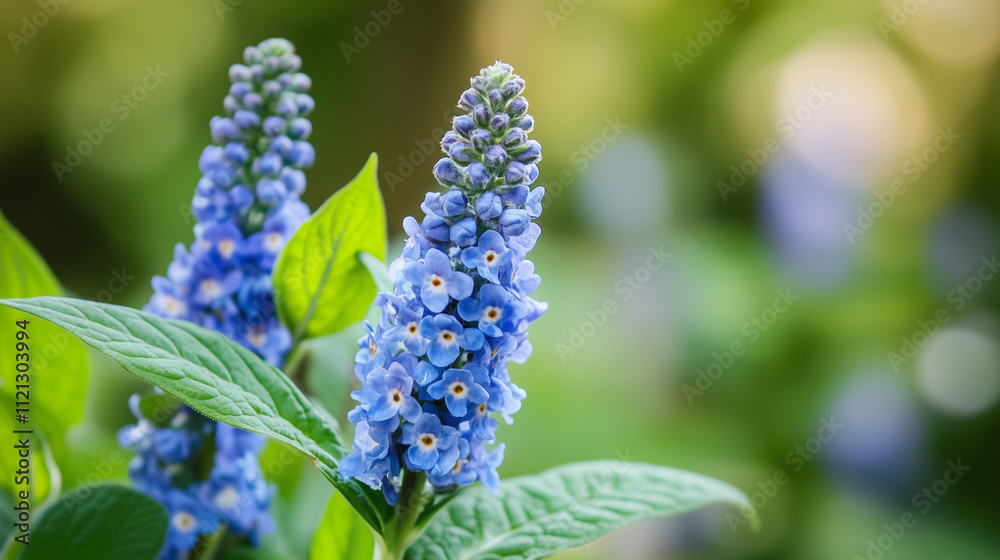 Closeup of vibrant blue flower spikes with green leaves Closeup of vibrant blue flower spikes with green leaves