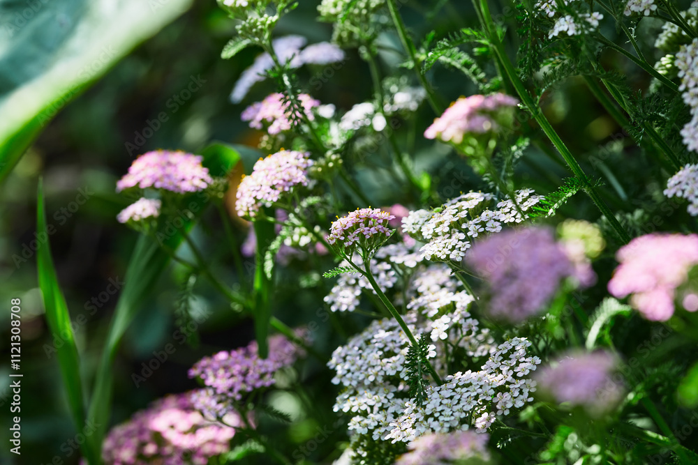 Close-up of blooming pink and white yarrow flowers Close-up of blooming pink and white yarrow flowers