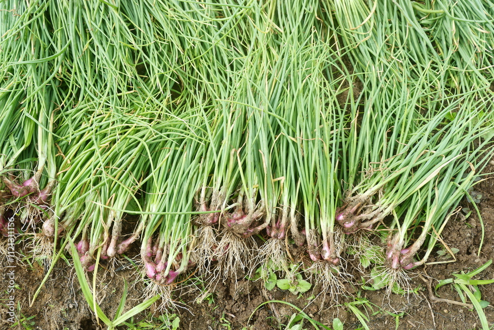 Shallots with freshly harvested leaves are suitable for the agricultural industry