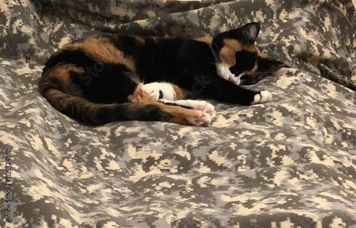 cat sleeping on the bedspread photo