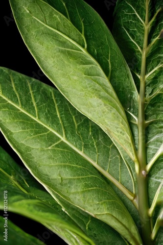  abstract composition, leaf of green plant ( more backgrounds in my gallery )